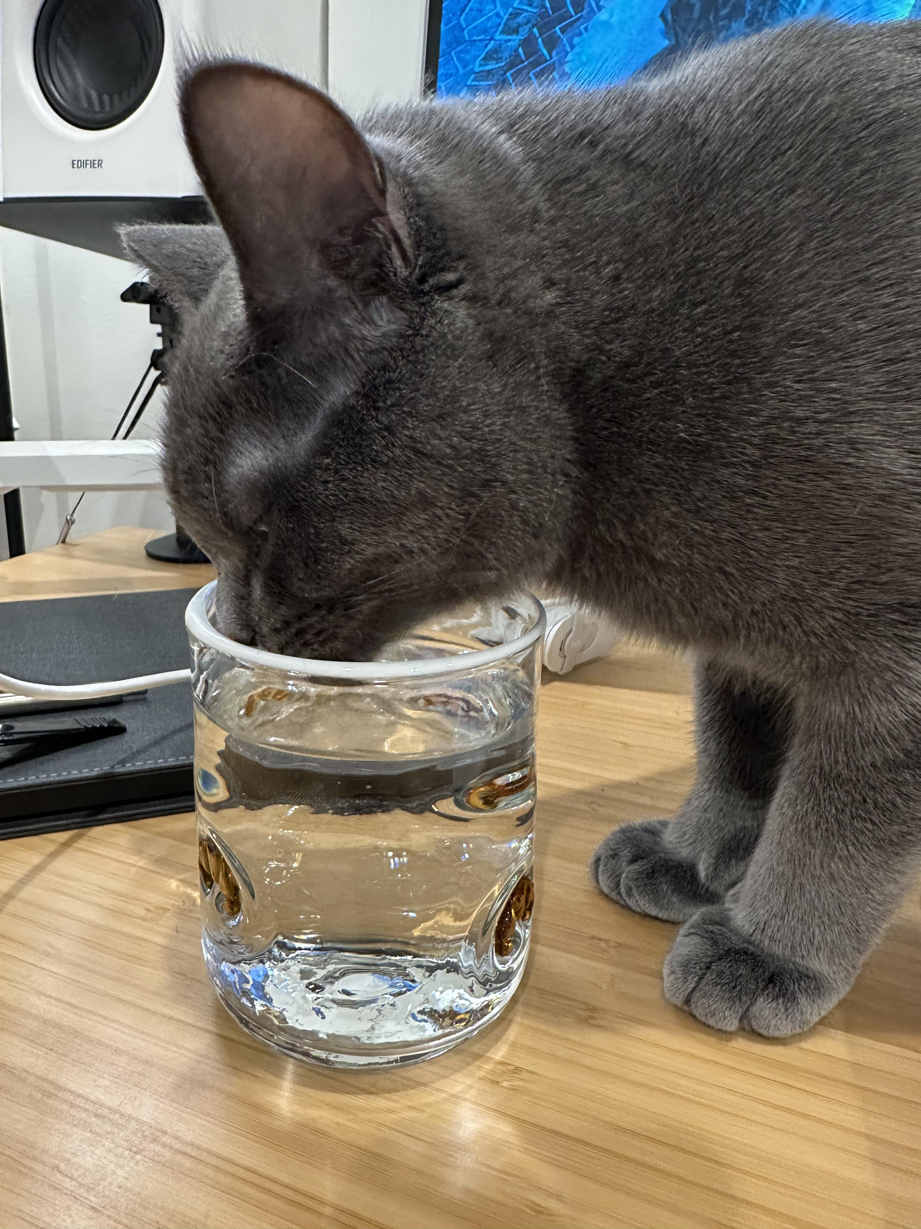 Oliver the cat drinking from a glass
