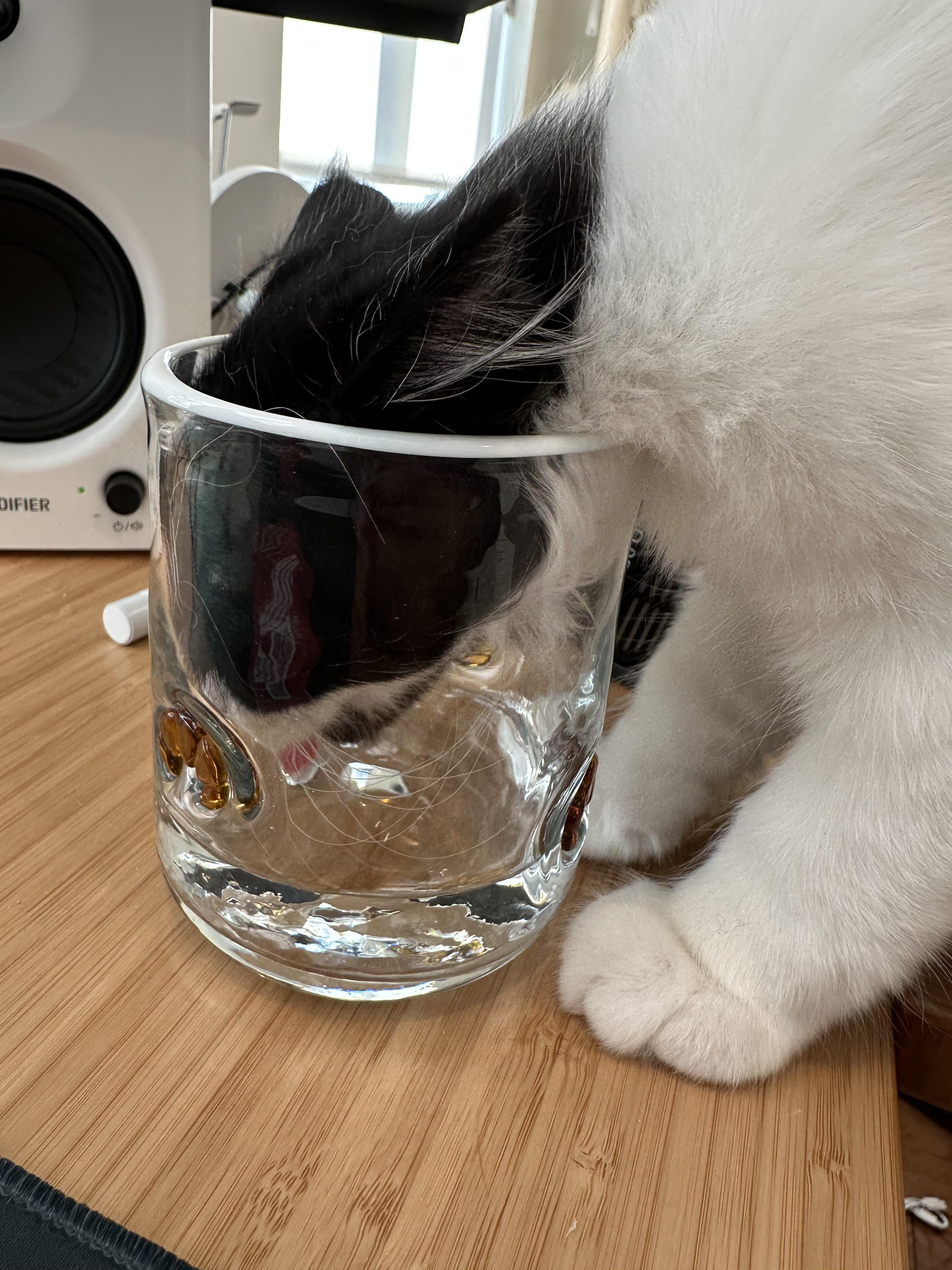Phoebe the cat drinking from a glass