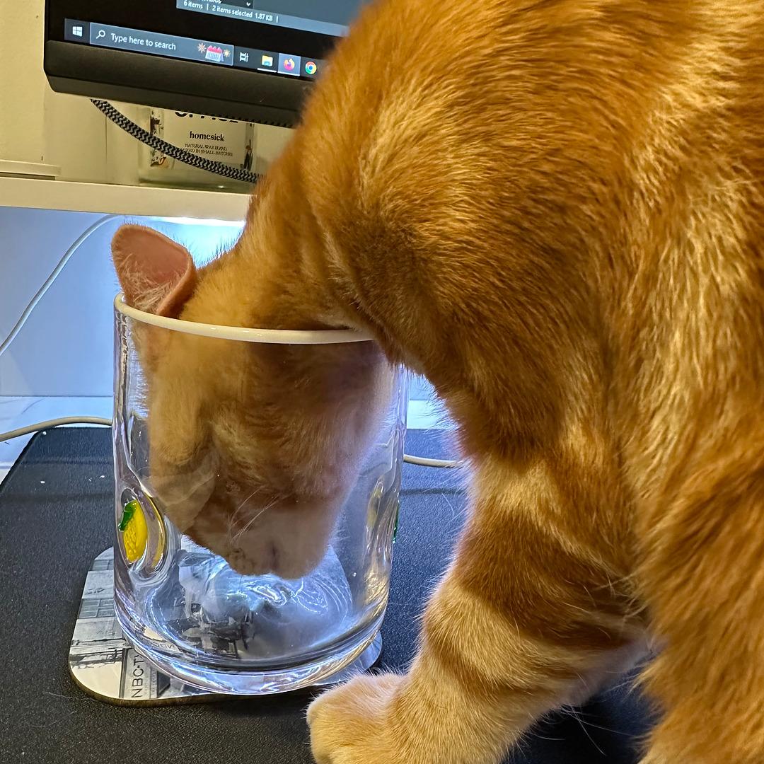 Ricky the cat with his entire head in a mug